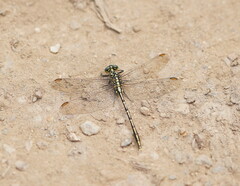 Austrogomphus guerini