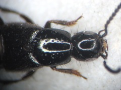 Philonthus concinnus