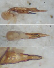 Philonthus concinnus