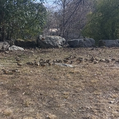 Pterorhinus albogularis