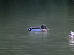Anas platyrhynchos × zonorhyncha