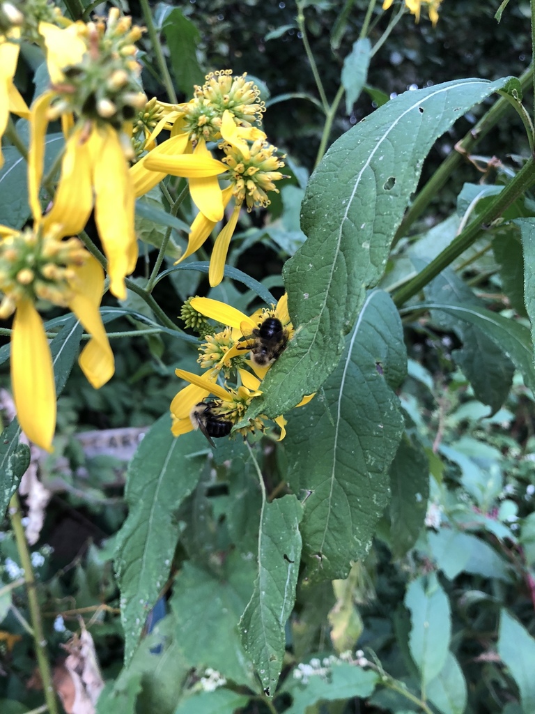 Common Eastern Bumble Bee from Creason Park, Louisville, KY, US on