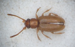 Psammoecus bipunctatus