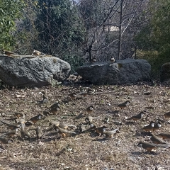 Pterorhinus albogularis