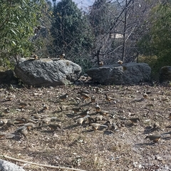 Pterorhinus albogularis