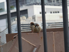 Passer montanus