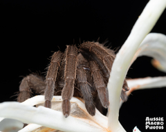 Selenocosmiinae