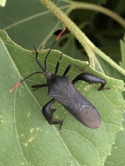 Anoplocnemis curvipes
