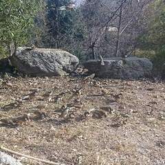 Pterorhinus albogularis