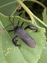 Anoplocnemis curvipes