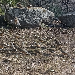 Pterorhinus albogularis