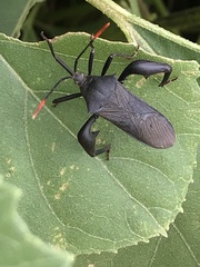 Anoplocnemis curvipes