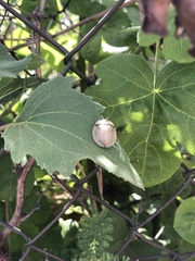 Aspidimorpha angolensis