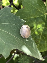 Aspidimorpha angolensis