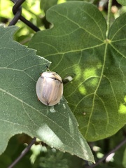 Aspidimorpha angolensis