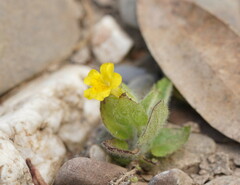 Erythranthe moschata