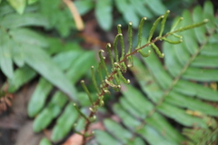 Blechnum wattsii