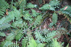 Blechnum wattsii