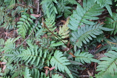 Blechnum wattsii