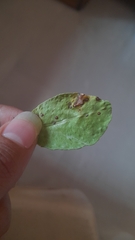 Pseudocercospora angolensis