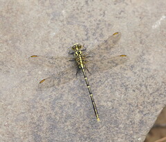 Austrogomphus guerini