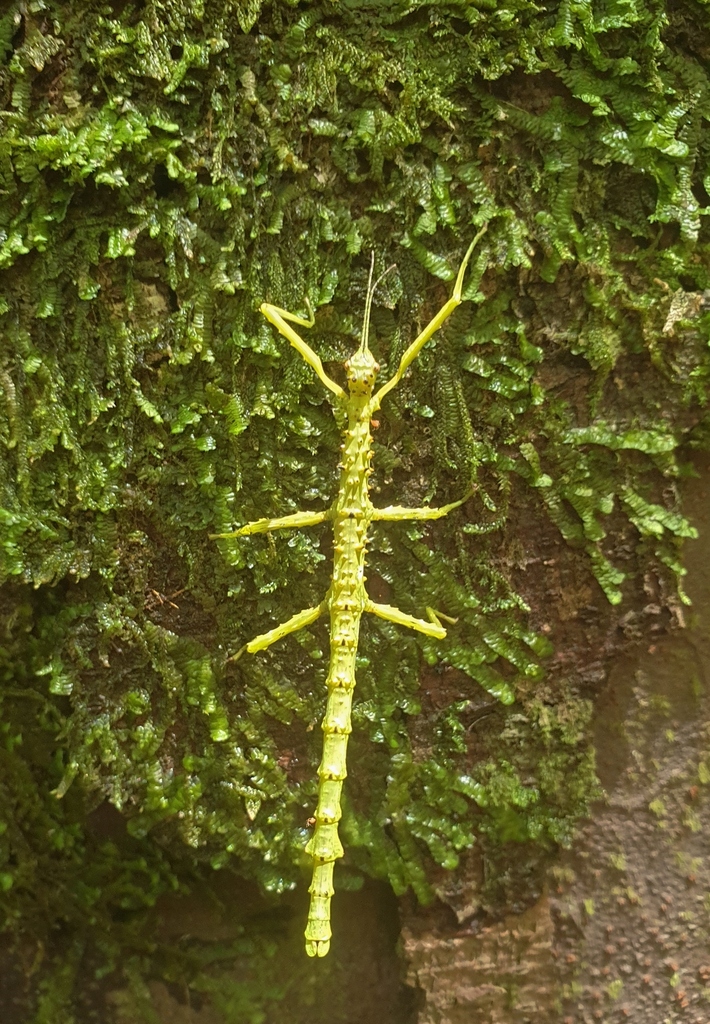 Prickly Stick Insect from Waitākere, Auckland, New Zealand on January ...