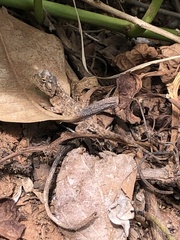 Agama aculeata distanti