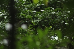 Cyanolyca cucullata image