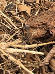 Agama aculeata distanti