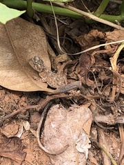 Agama aculeata distanti