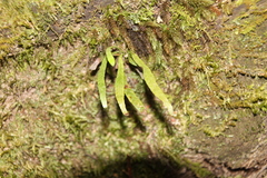 Notogrammitis billardierei