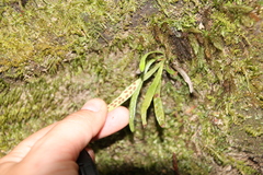 Notogrammitis billardierei