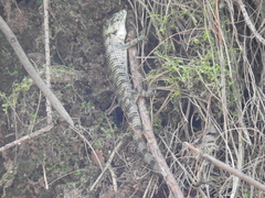 Abronia taeniata