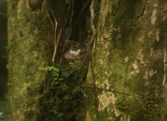 Turdus assimilis