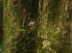 Turdus assimilis image