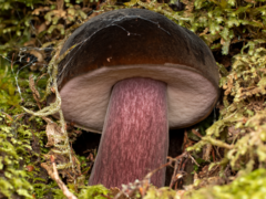 Tylopilus formosus