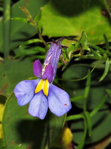 Monopsis decipiens image