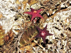 Ceropegia ubomboensis image