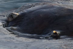 Chelonibia testudinaria