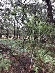 Acacia mucronata