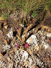 Ceropegia ubomboensis image