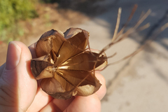 Aristolochia pothieri
