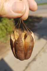 Aristolochia pothieri