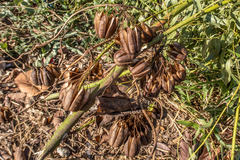 Aristolochia pothieri