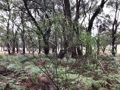 Acacia mucronata