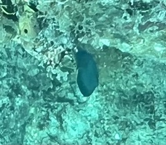 Acanthurus coeruleus