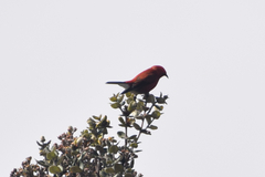 Himatione sanguinea