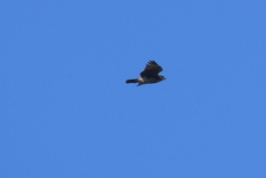 Buteo solitarius