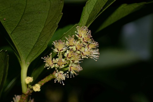 Flacourtia rukam