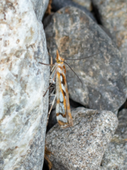 Orocrambus xanthogrammus